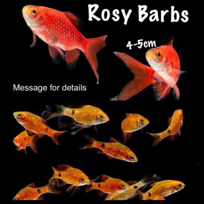 Rosy Barbs 4-5cm 5 for $10 or 10 for $20