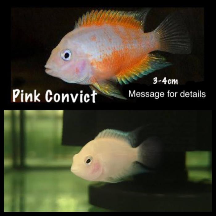 Albino Convicts 3-4cm 5 for $20 10 for $30 Or $5 each