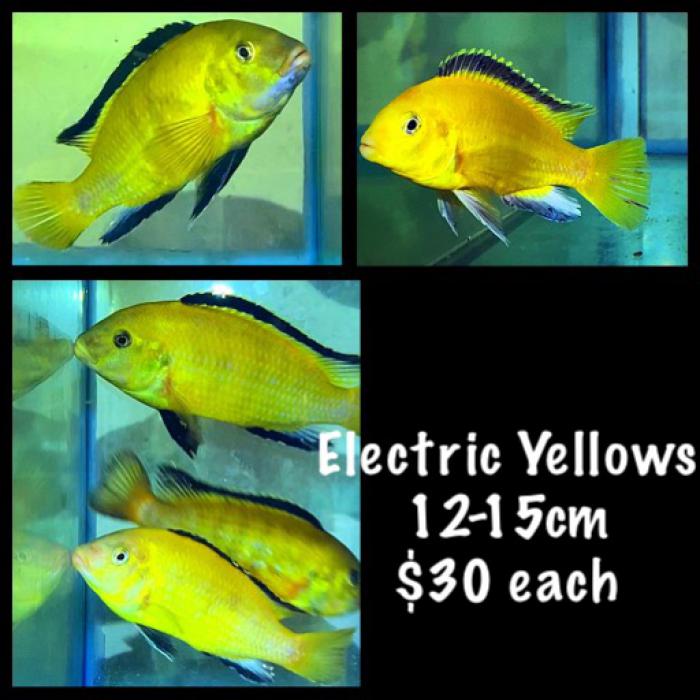 7x Large Electric Yellows 12-15cm $30 each