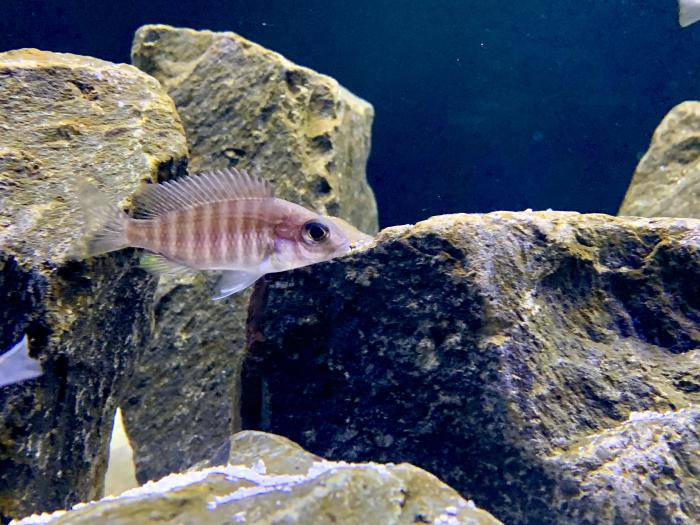MALE African Cichlid Peacocks