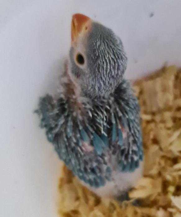 baby indian ringneck for hand rearing 