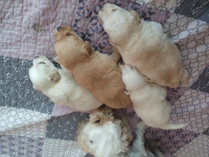 Maltese cross shitzu puppies 4 boys 