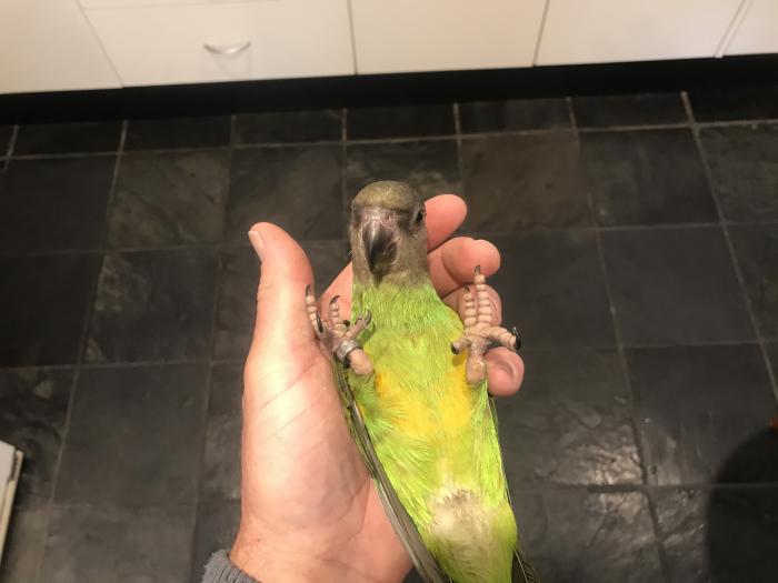 Hand raised Senegal parrot $900