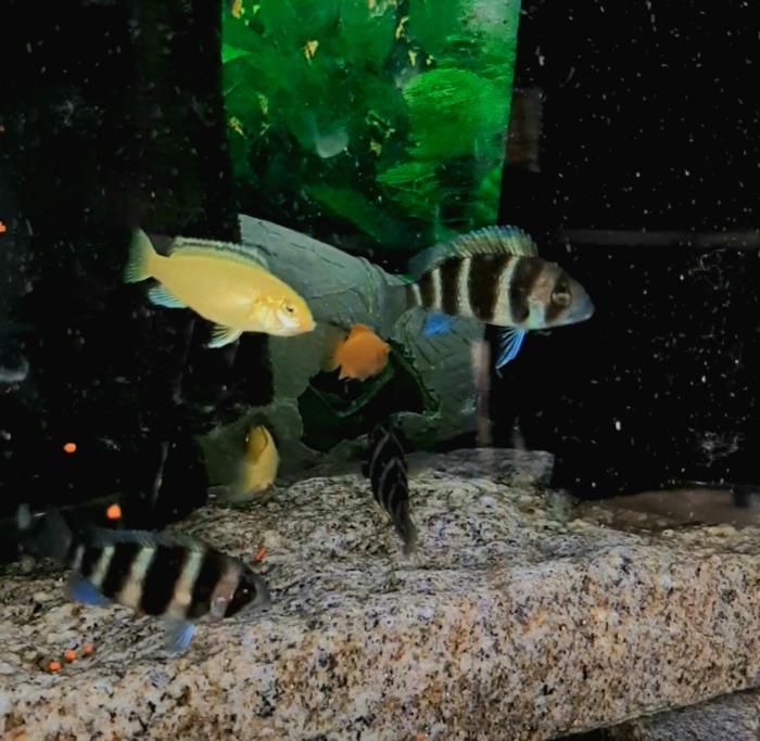 Frontosa + African Cichlids available size 5cm to 12cm