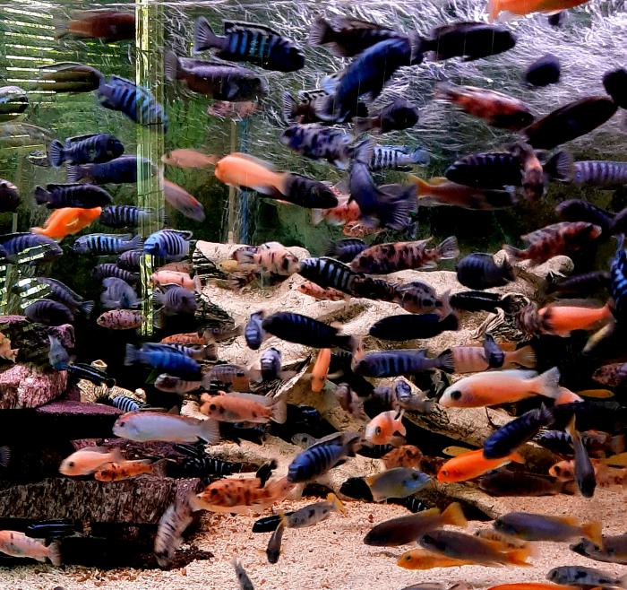 African Cichlids  available size 5cm  to 10cm.