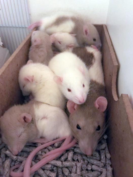 Pet Baby Rats free to a good home