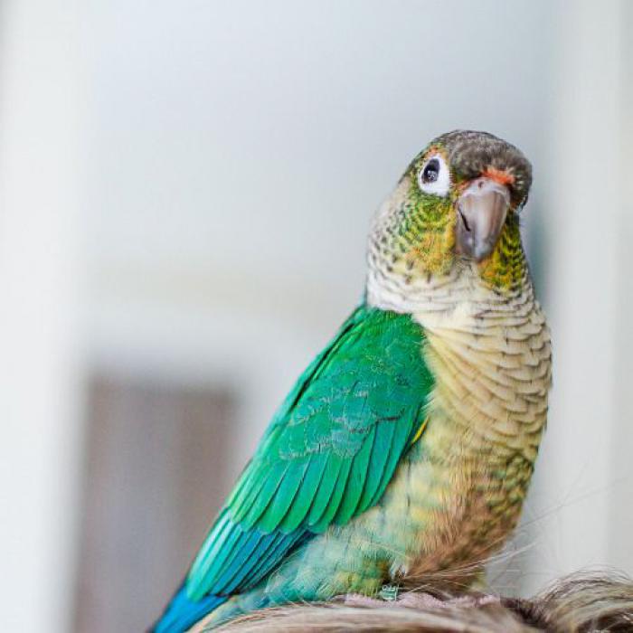 Wanted: A Male Blue Yellowsided Conure