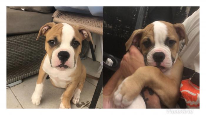 American Bulldog Puppy Dogs for Sale & Free to a Good
