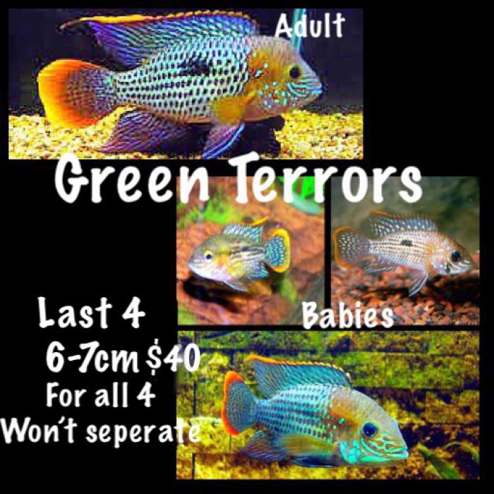 4x Green Terror 6-7cm $40 for all 4
