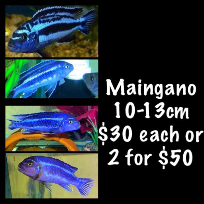 Maingano 10-13cm  $30 each or 2 for $50  6 Available 