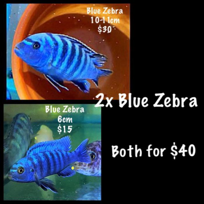 2x Blue Zebra