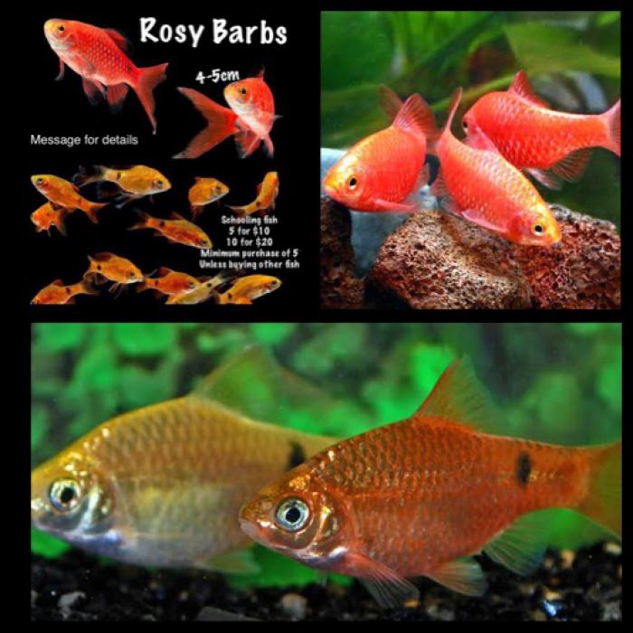 Rosy Barbs 4-5cm 5 for $10 10 for $20W