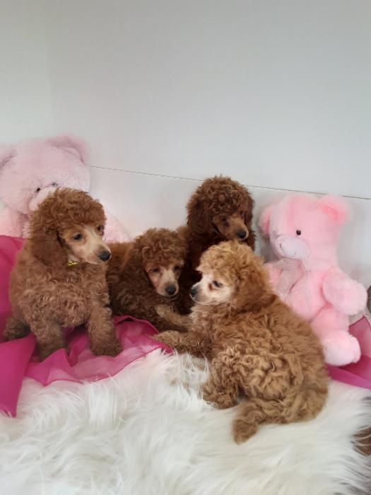 Red Miniture Poodles 