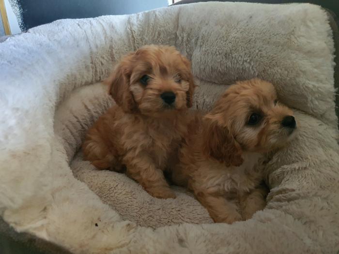 1st Gen.    TOY Cavoodles from $4000