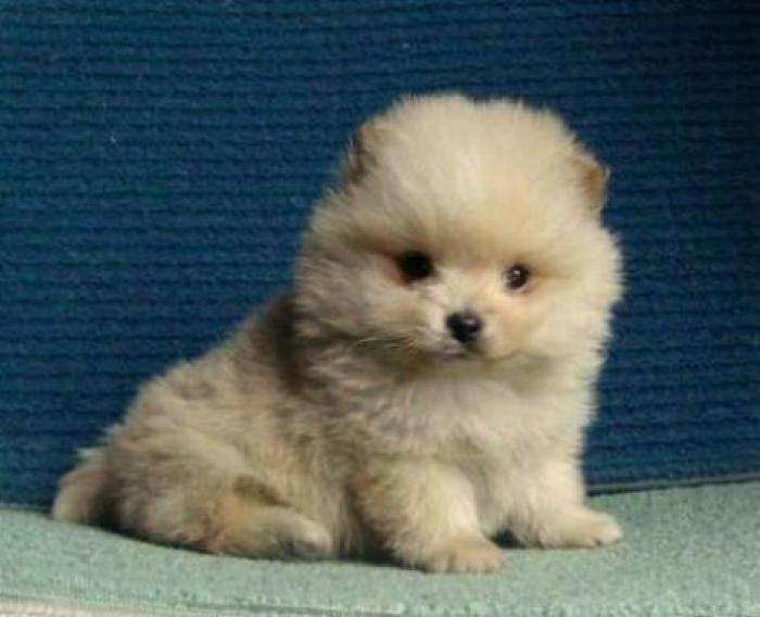 POMERANIAN  GORGEOUS BABIES FOR SALE TO LOVING HOMES