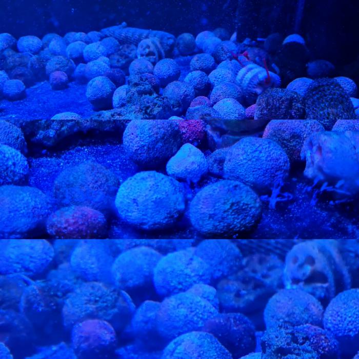 Saltwater seeded Marine pure balls $1.50ea