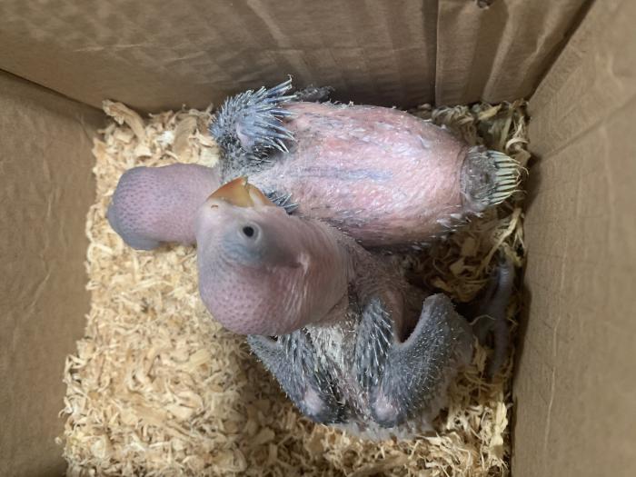 Baby Alexandrines out of nest $300