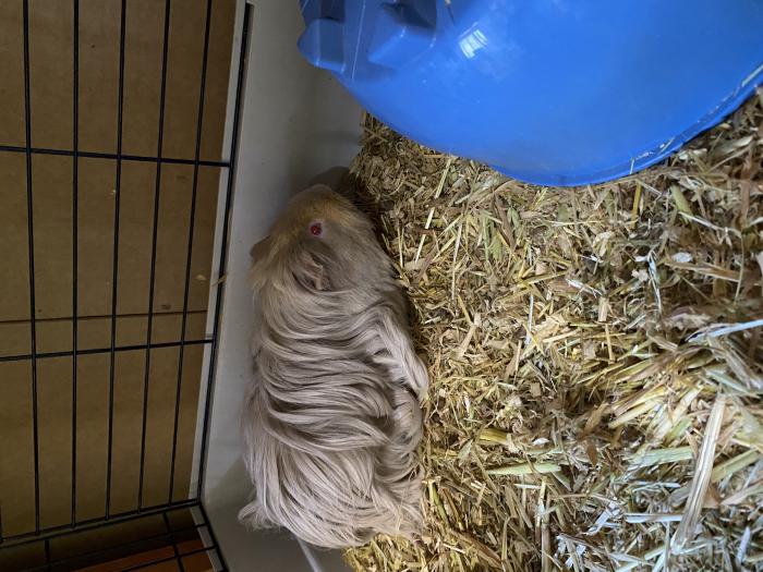 Texel male guinea pig and double storey hutch 