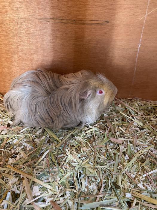Texel male guinea pig and double storey hutch 