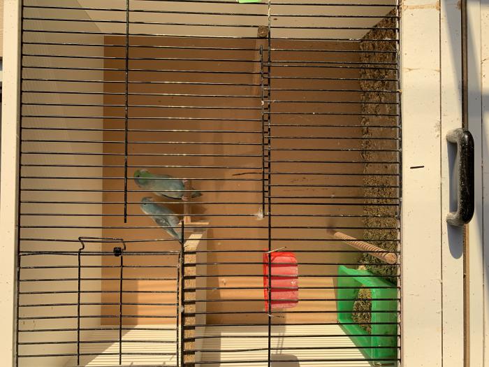 Selling parrotlet parrot pairs