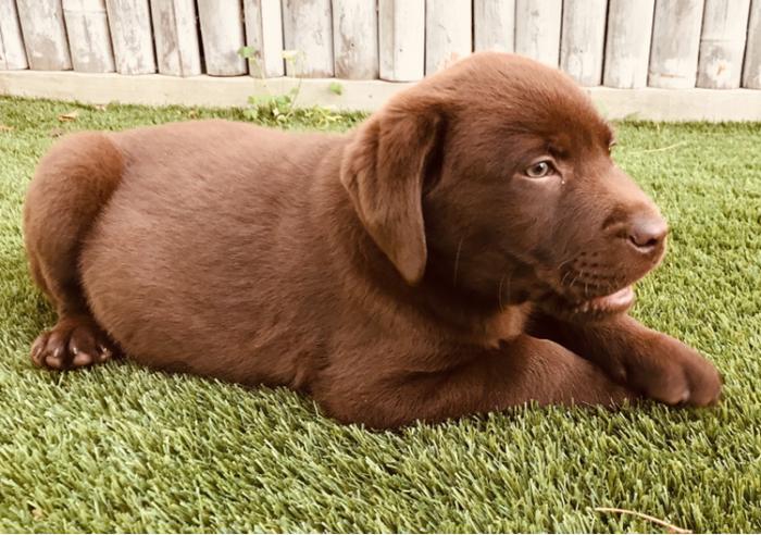 Pure Bred Chocolate Labrador Puppy 