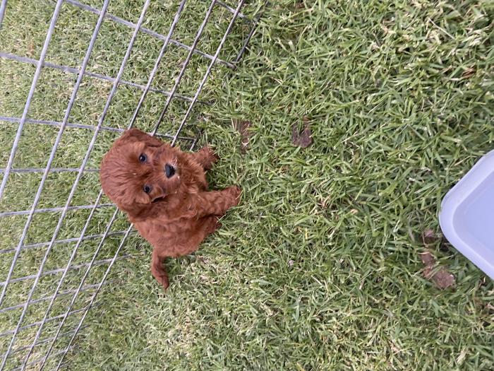 Mini/toy Cavoodle puppies $5000