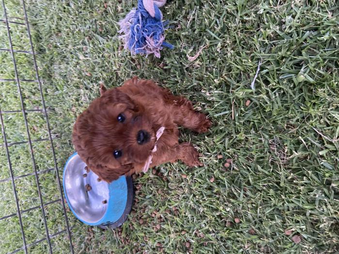 Red mini/toy Cavoodle puppies $5000