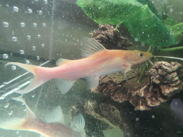 Albino Red Tail Catfish RTC