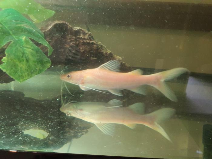 Albino Red Tail Catfish RTC