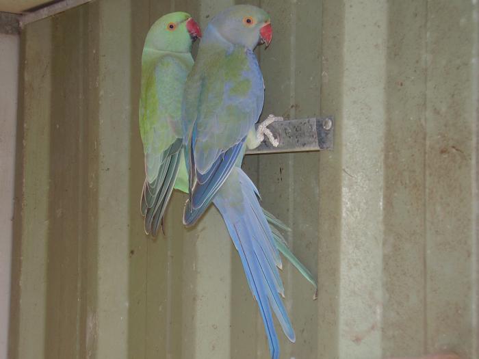 RINGNECKS, OPALINE CLEARTAIL COMBO SELLING CHEAP.