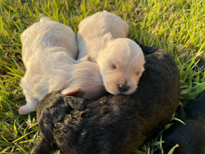 Maltese/Shihtzu puppies for sale