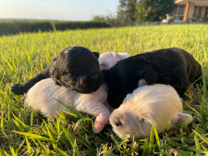 Maltese/Shihtzu puppies for sale