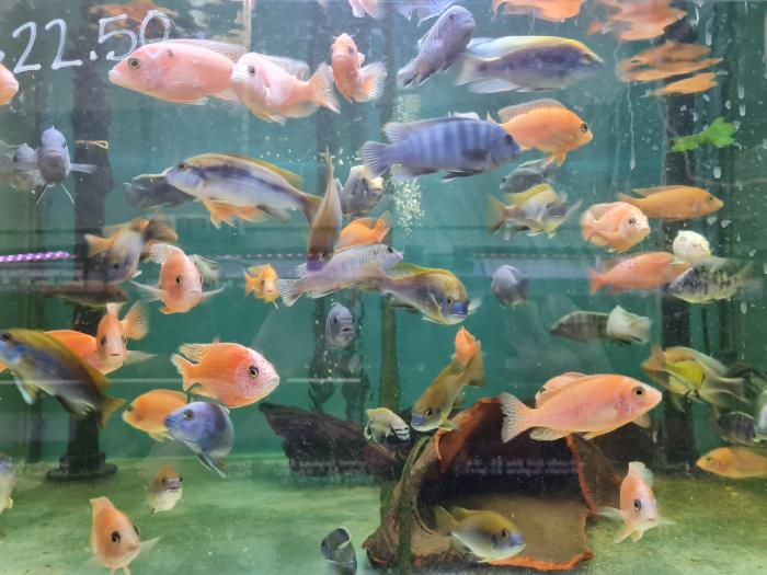Assorted large african cichlids special $22.50