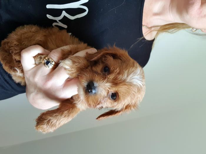 Toy cavoodle female $6000