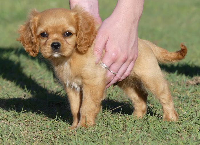 Cavalier King Charles Ruby boy DNA tested parents READY NOW