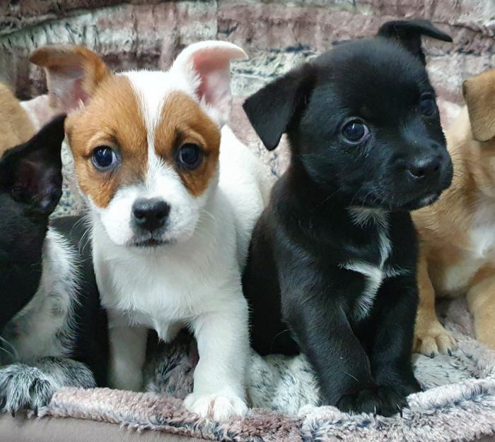 Small Breed Smooth Coat Puppies Dogs for Sale & Free to