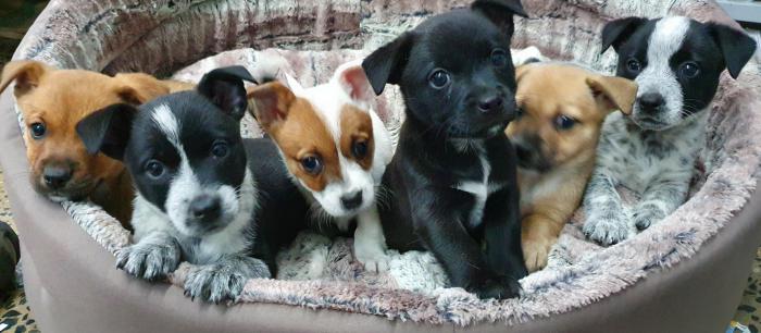 Small Breed Smooth Coat Puppies