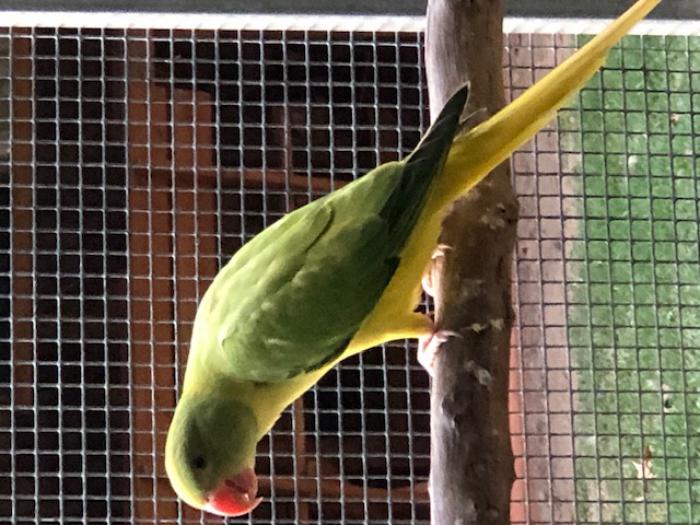 Mutation Indian Ringnecks Freight and Layby Available