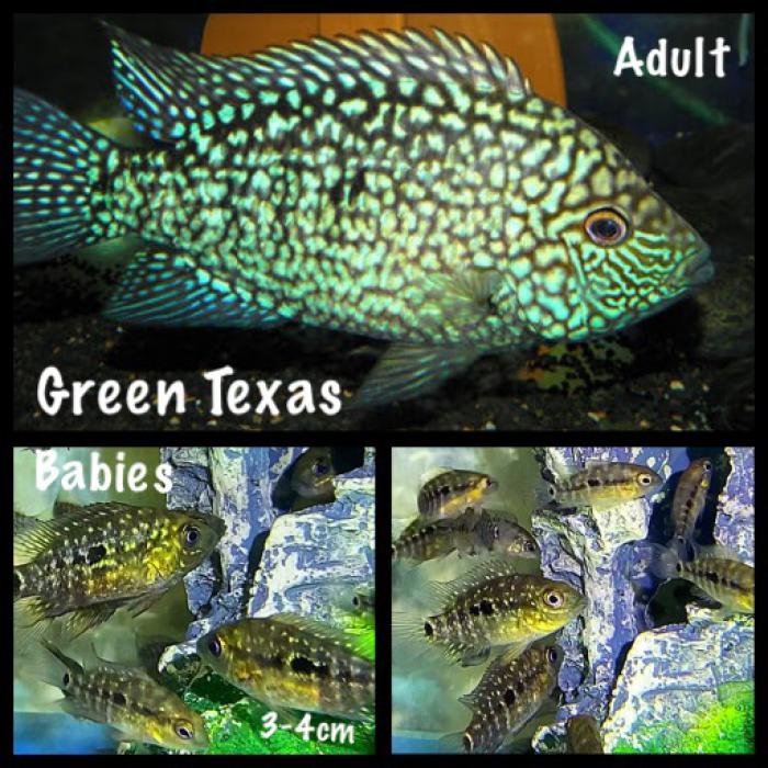 Green Texas 3-4cm $5 each or 5 for $20
