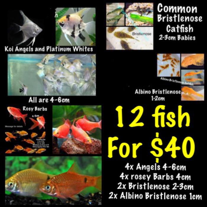 SPECIAL Tropical Pack 12 fish for $40