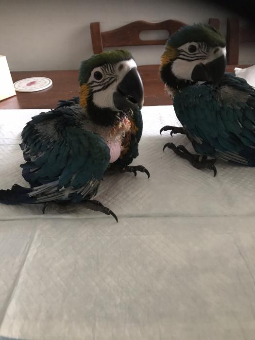 Blue and gold macaws 