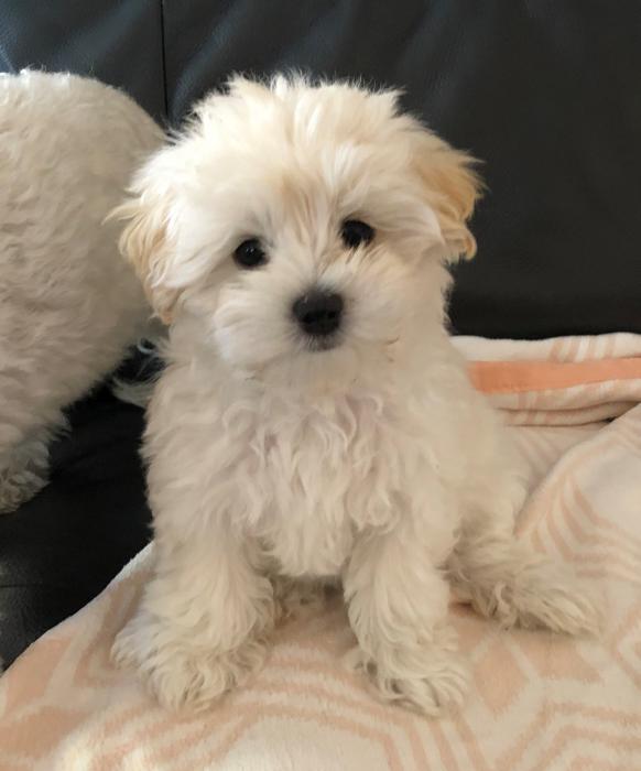 1 Female Maltese x Shih tzu Puppy $4500ono