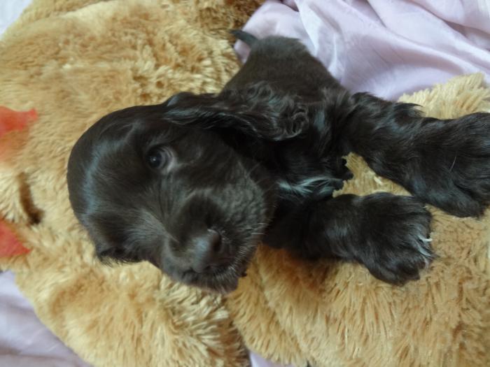 Cocker Spaniel Puppies For Sale $5000