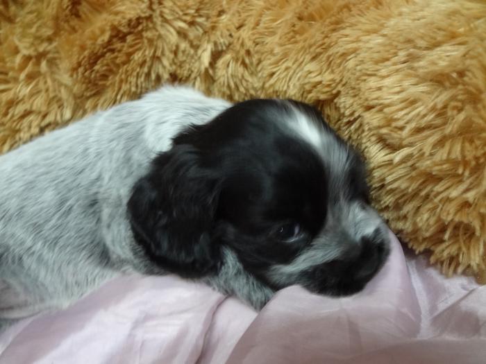 Cocker Spaniel Puppies For Sale $5000