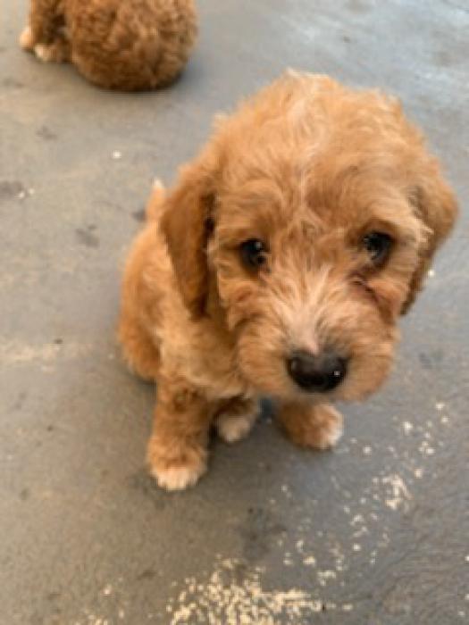 Ruby Red Toy Cavoodle Boys