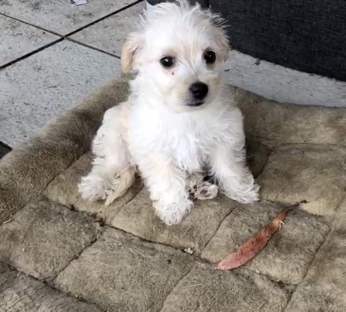 GORGEOUS Moodle Boy Puppy $3500