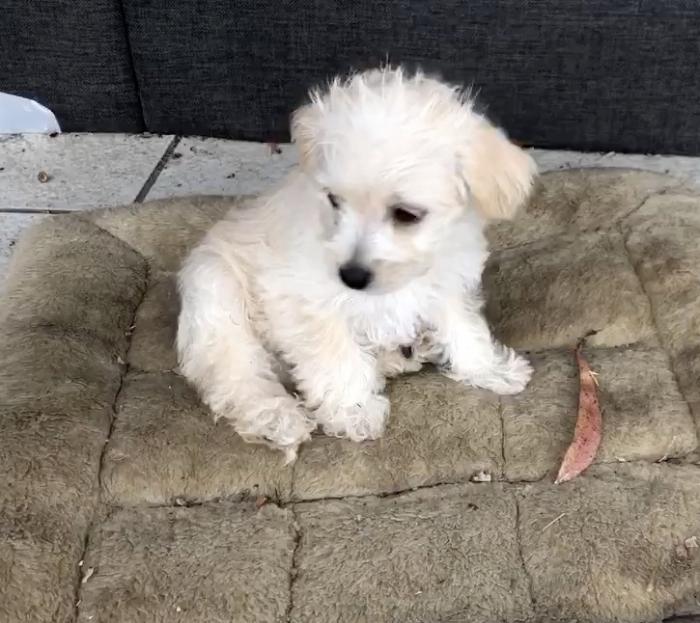 GORGEOUS Moodle Boy Puppy $3500