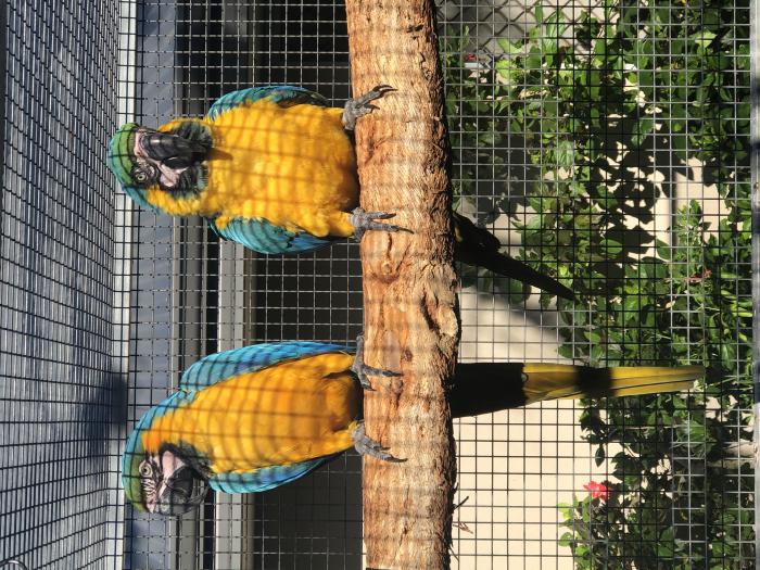 Breeding Pair of Blue and Gold Macaws