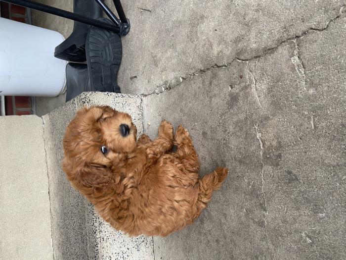Red mini x toy Cavoodle puppies $5000 each