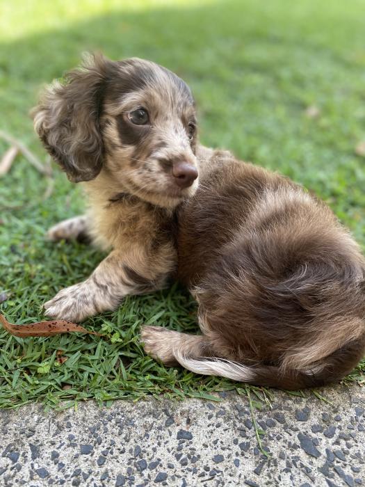 Male miniature dachshund long hair choc dapple 